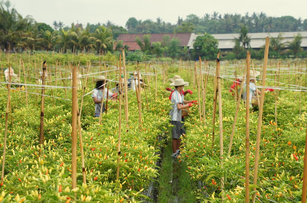 Barn N Bunk Hotel Gianyar  Exterior photo